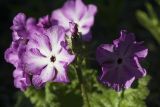 Primula sieboldii