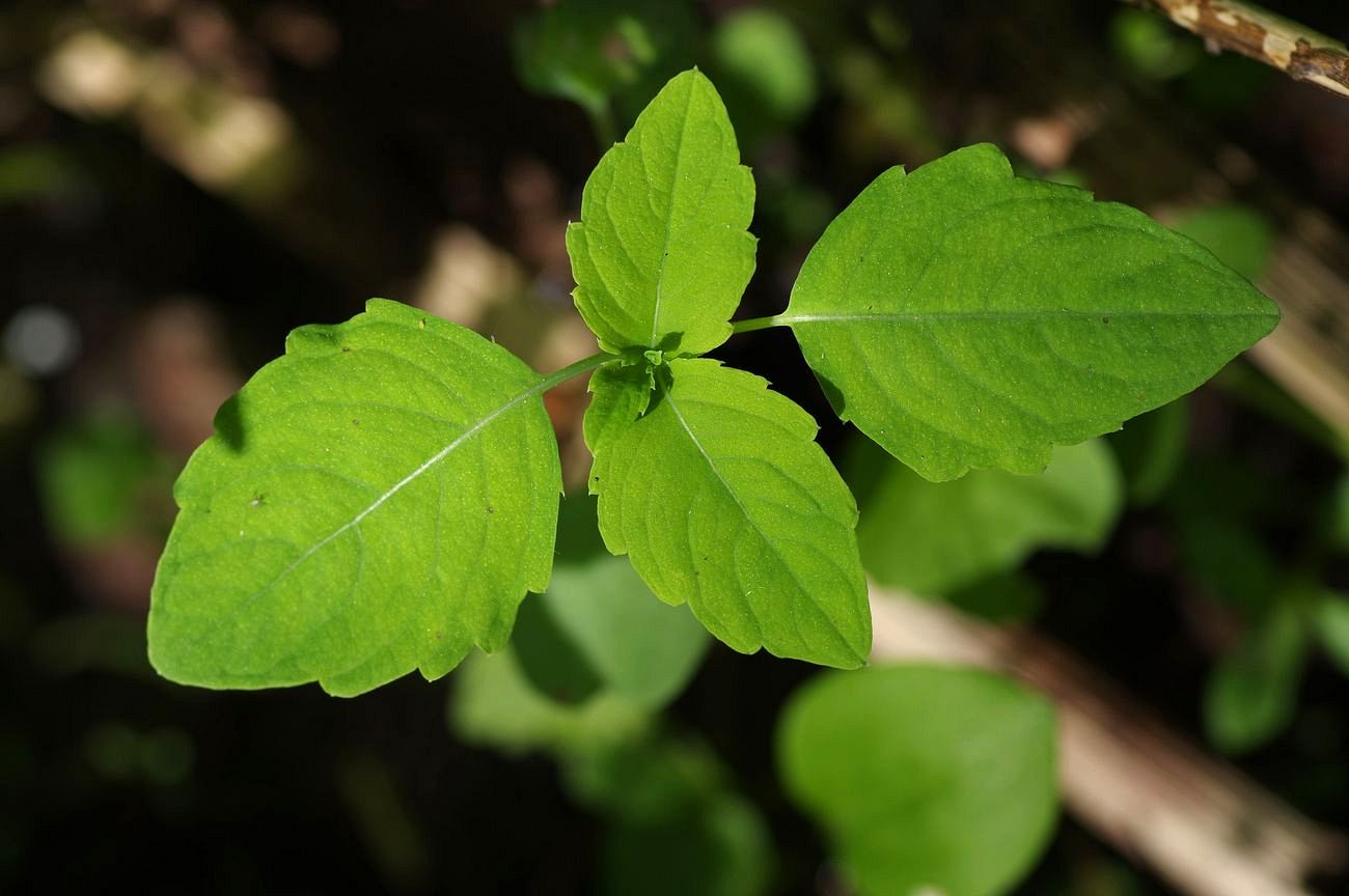 Image of Impatiens noli-tangere specimen.