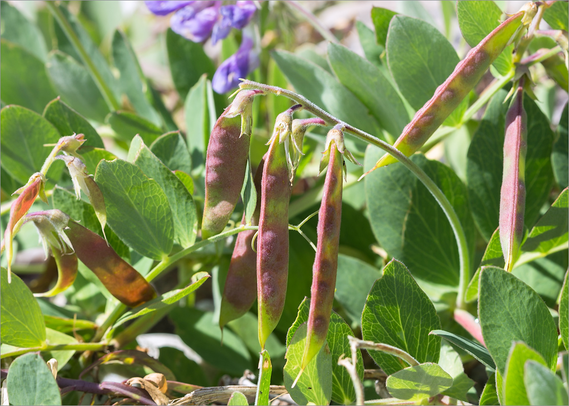 Image of Lathyrus japonicus ssp. pubescens specimen.