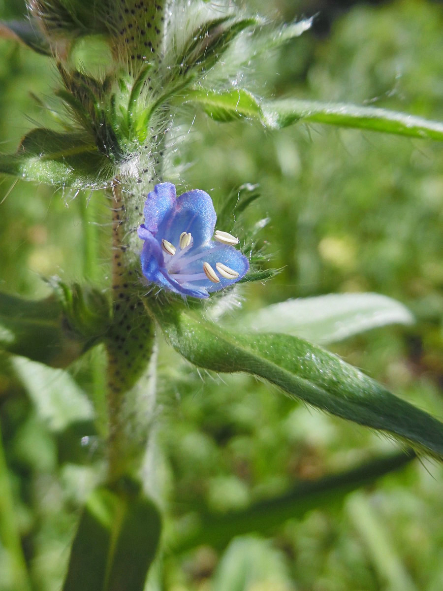 Image of Echium vulgare specimen.