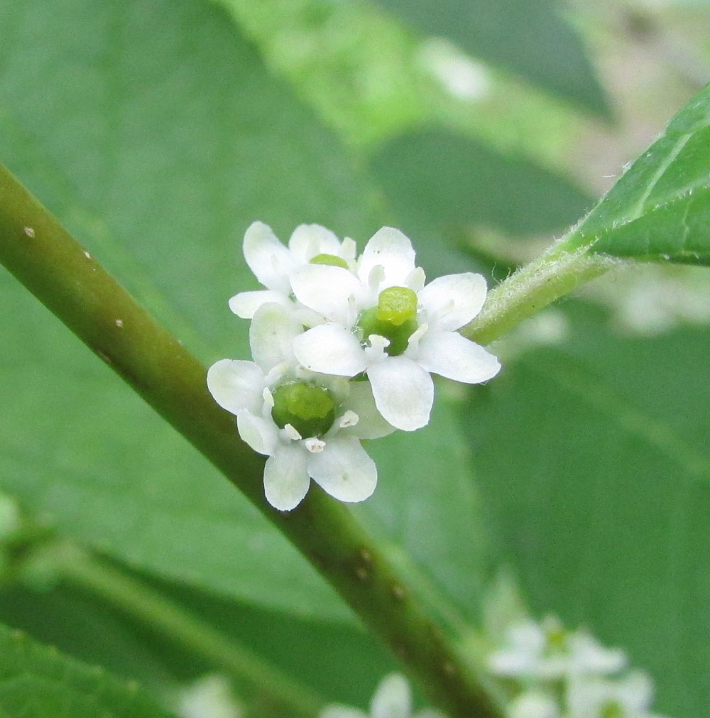Изображение особи Ilex verticillata.