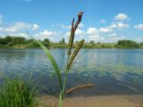 Carex acuta