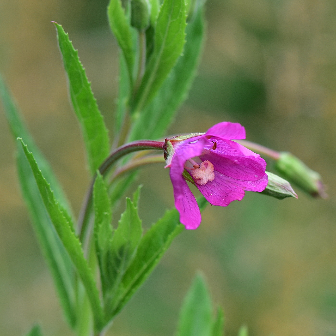 Изображение особи Epilobium hirsutum.