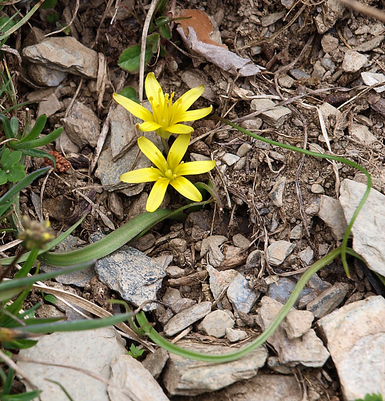 Image of genus Gagea specimen.