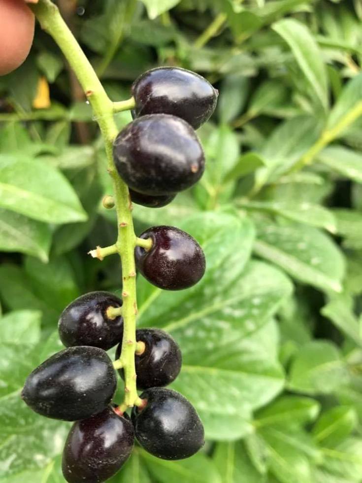 Изображение особи Lauro-cerasus officinalis.