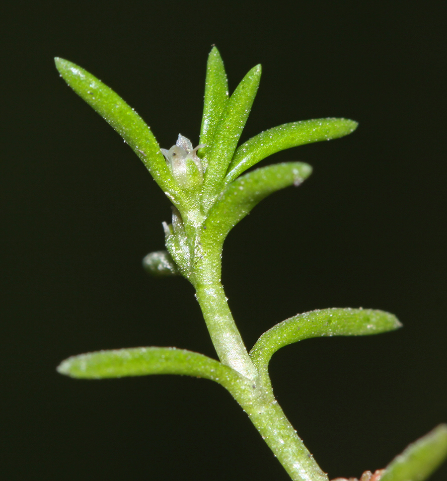 Image of Tillaea aquatica specimen.