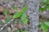 Fagus orientalis