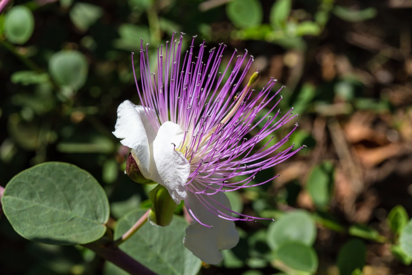 Изображение особи Capparis zoharyi.