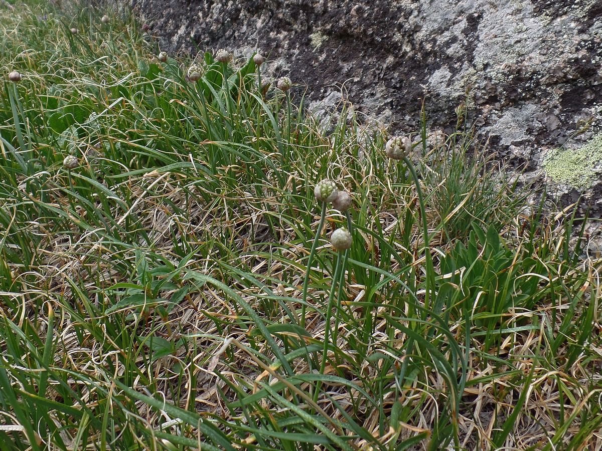 Image of Allium pumilum specimen.