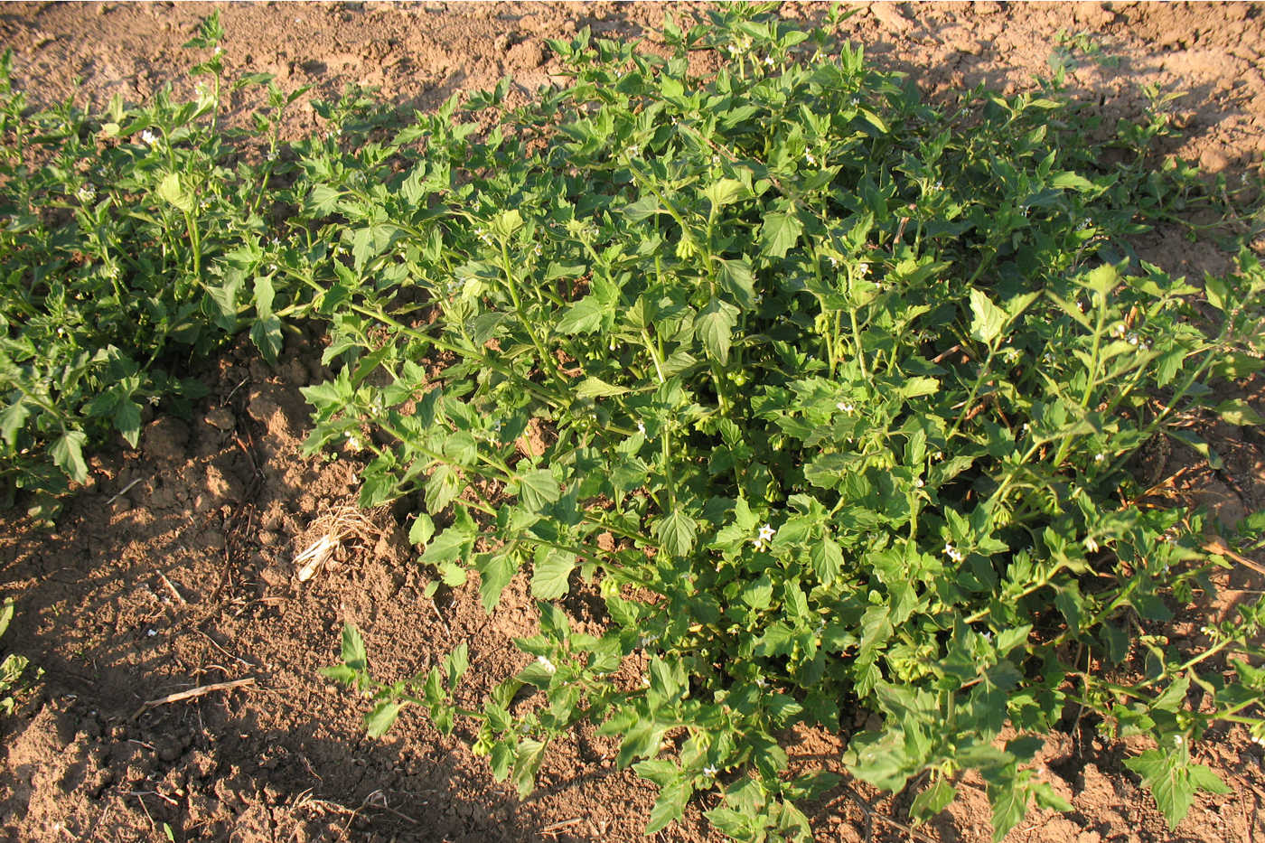 Image of Solanum nigrum ssp. schultesii specimen.