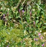 genus Epilobium