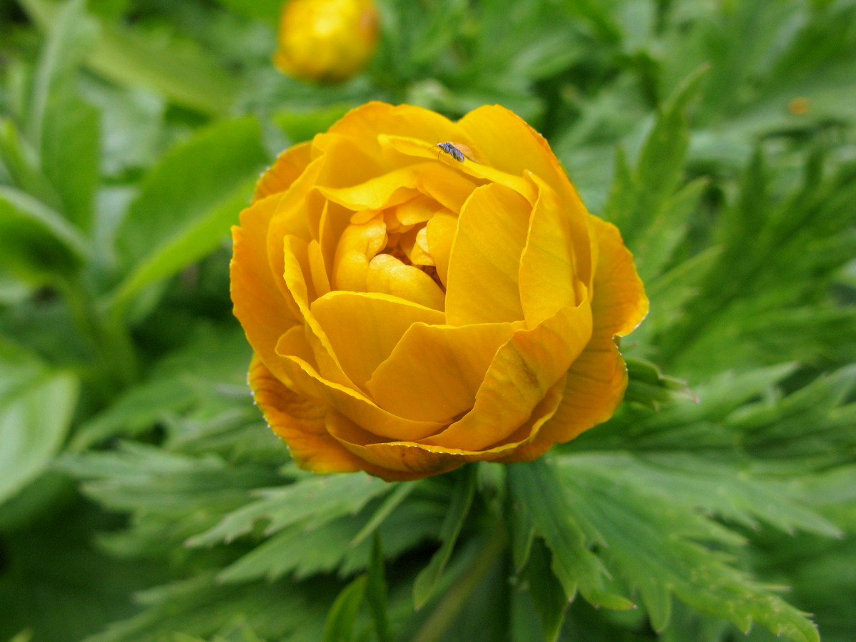 Image of Trollius kolonok specimen.