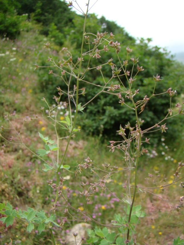 Image of Thalictrum foetidum specimen.