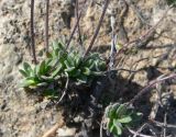 род Draba