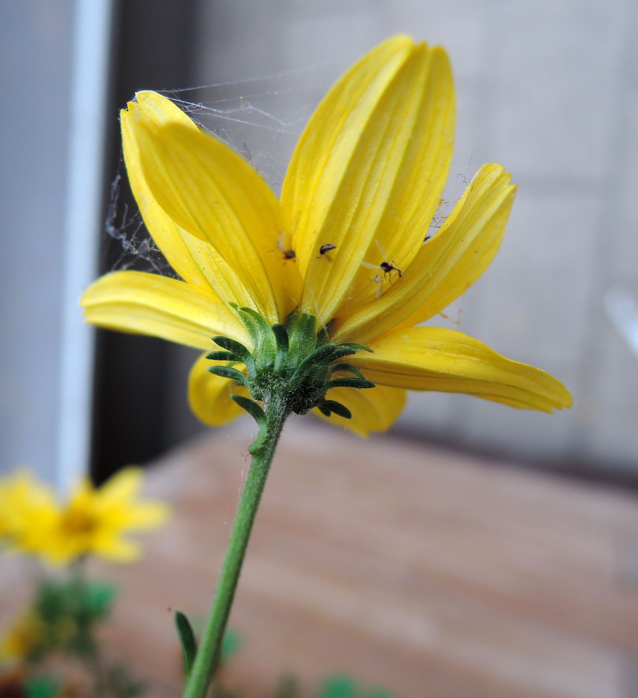 Image of Bidens aurea specimen.