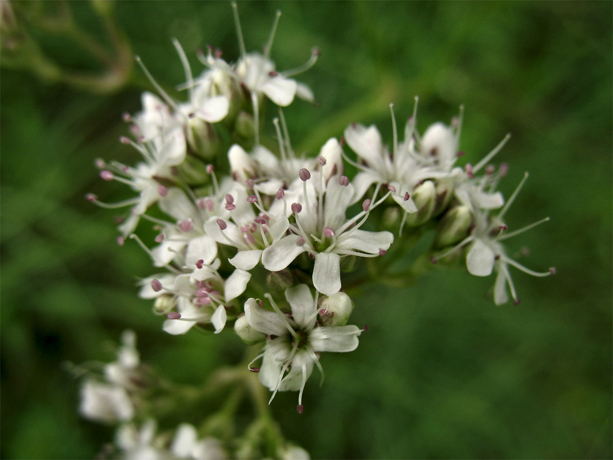 Image of Gypsophila fastigiata specimen.