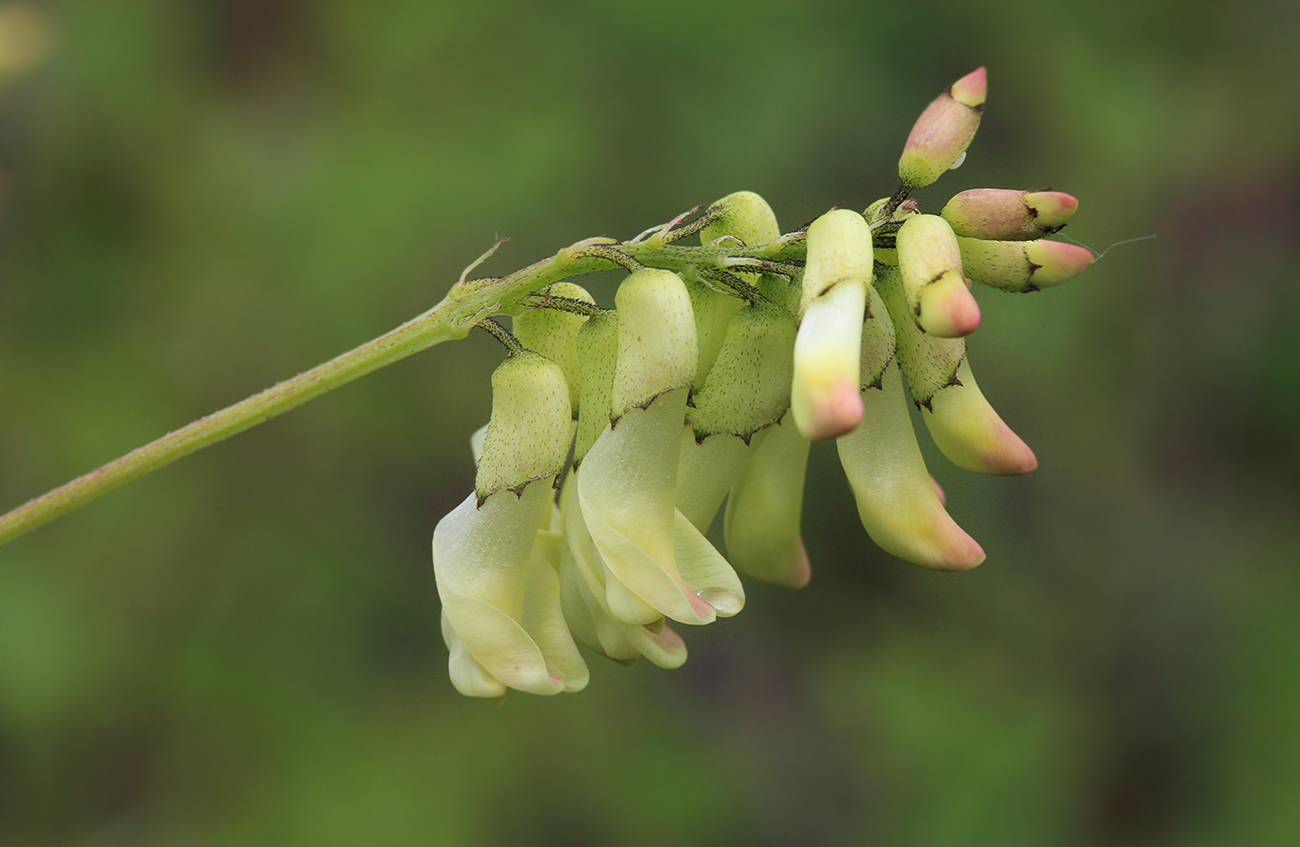 Изображение особи Astragalus membranaceus.