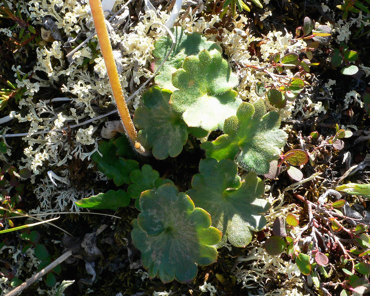 Image of Micranthes nelsoniana specimen.