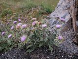 Cousinia speciosa. Растение в цвету. Кыргызстан, Ошская обл., Алайский р-н, северные окр. с. Сары-Таш; Памиро-Алай, осевая часть Алайского хребта в р-не перевала Талдык, седловина южнее водораздельного гребня по пути к перевалу 40 лет Киргизии; каменисто-щебнистая осыпь на откосе дороги, криофитно-остепнённая гемипетрофитная группировка в субальпийском поясе, выс. 3550 м н.у.м. 12 августа 2018 г.