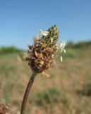 Plantago lanceolata. Соцветие. Дагестан, окр. г. Избербаш, побережье Каспийского моря. 13.05.2018.