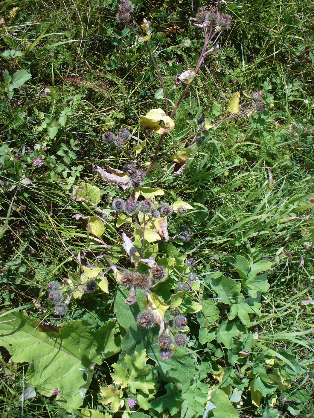 Изображение особи Arctium tomentosum.