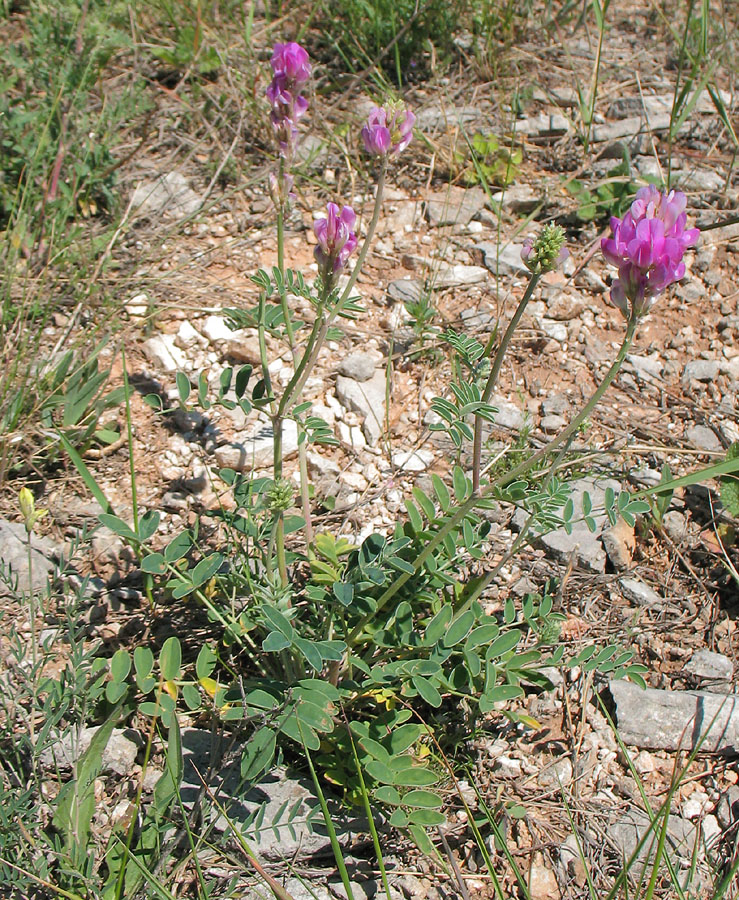 Image of Hedysarum gmelinii specimen.