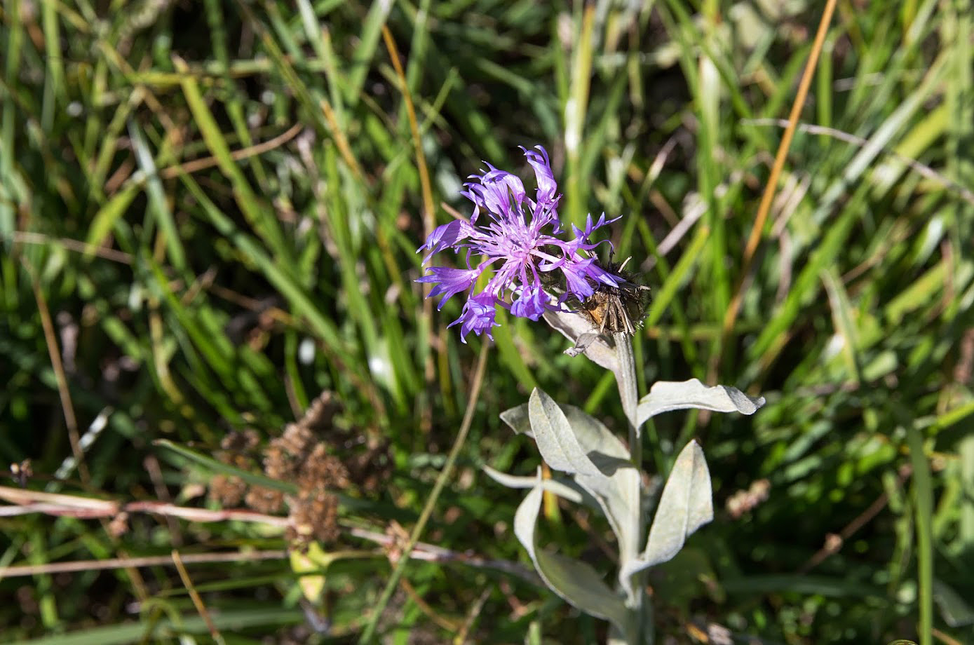 Изображение особи Centaurea fuscomarginata.