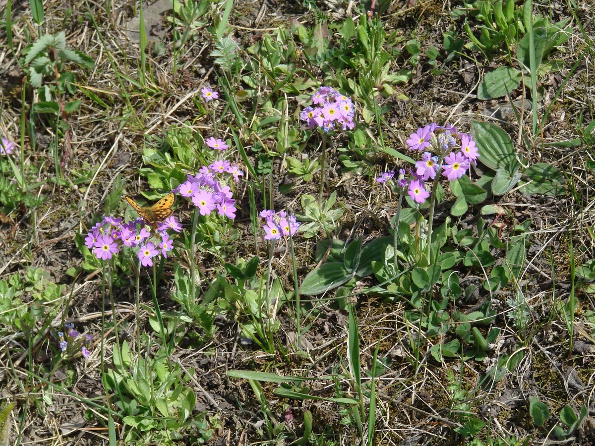 Изображение особи Primula farinosa.