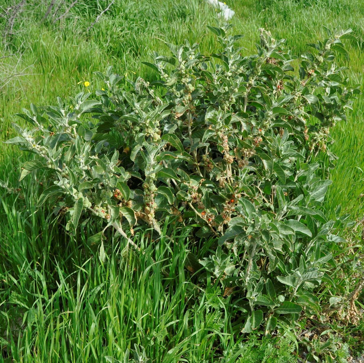 Image of Withania somnifera specimen.