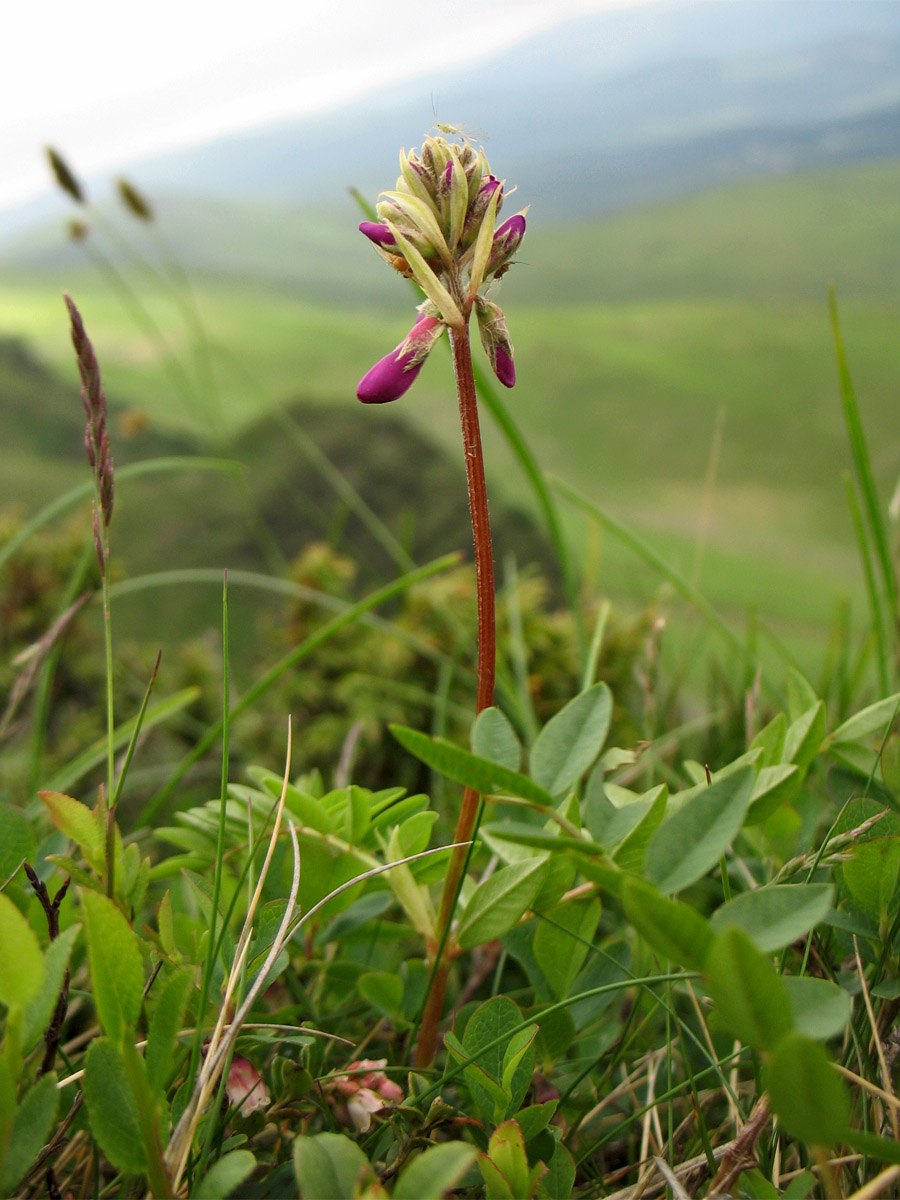 Изображение особи Hedysarum hedysaroides.