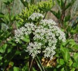 Ligusticum scoticum. Соцветие. Архангельская обл., Приморский р-н, окр. дер. Солза, побережье Белого моря. 08.07.2013.