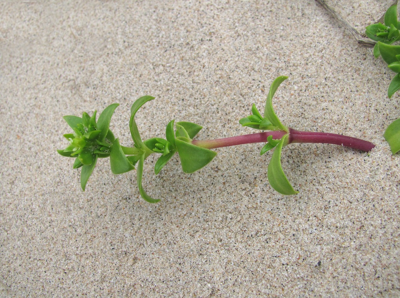 Image of Honckenya peploides ssp. diffusa specimen.