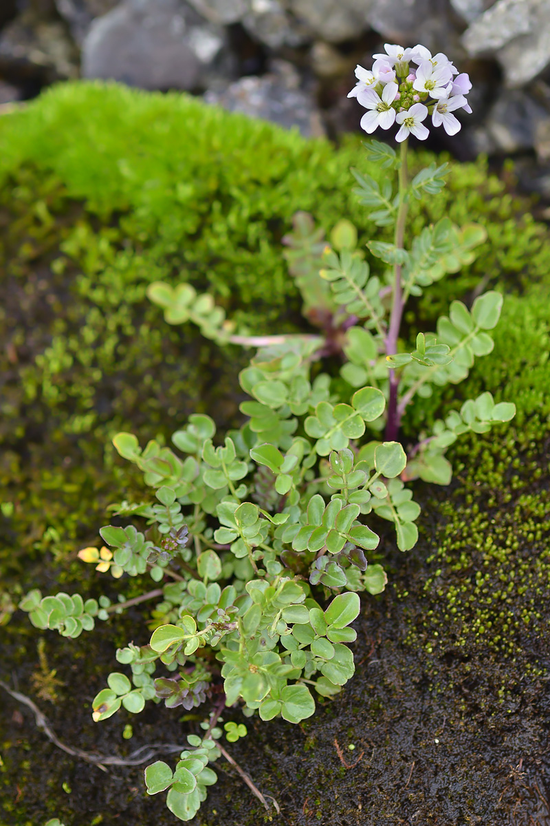 Image of Cardamine uliginosa specimen.