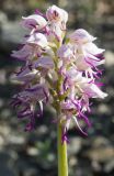 Orchis simia. Соцветие. Краснодарский край, Анапский р-н, окр. пос. Большой Утриш, западный склон горы Средний Бугор, опушка дубово-грабинникового леса, на щебнистом грунте. 11.04.2019.