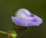 Clitoria macrophylla