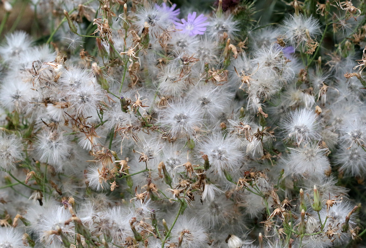 Image of Lactuca tatarica specimen.