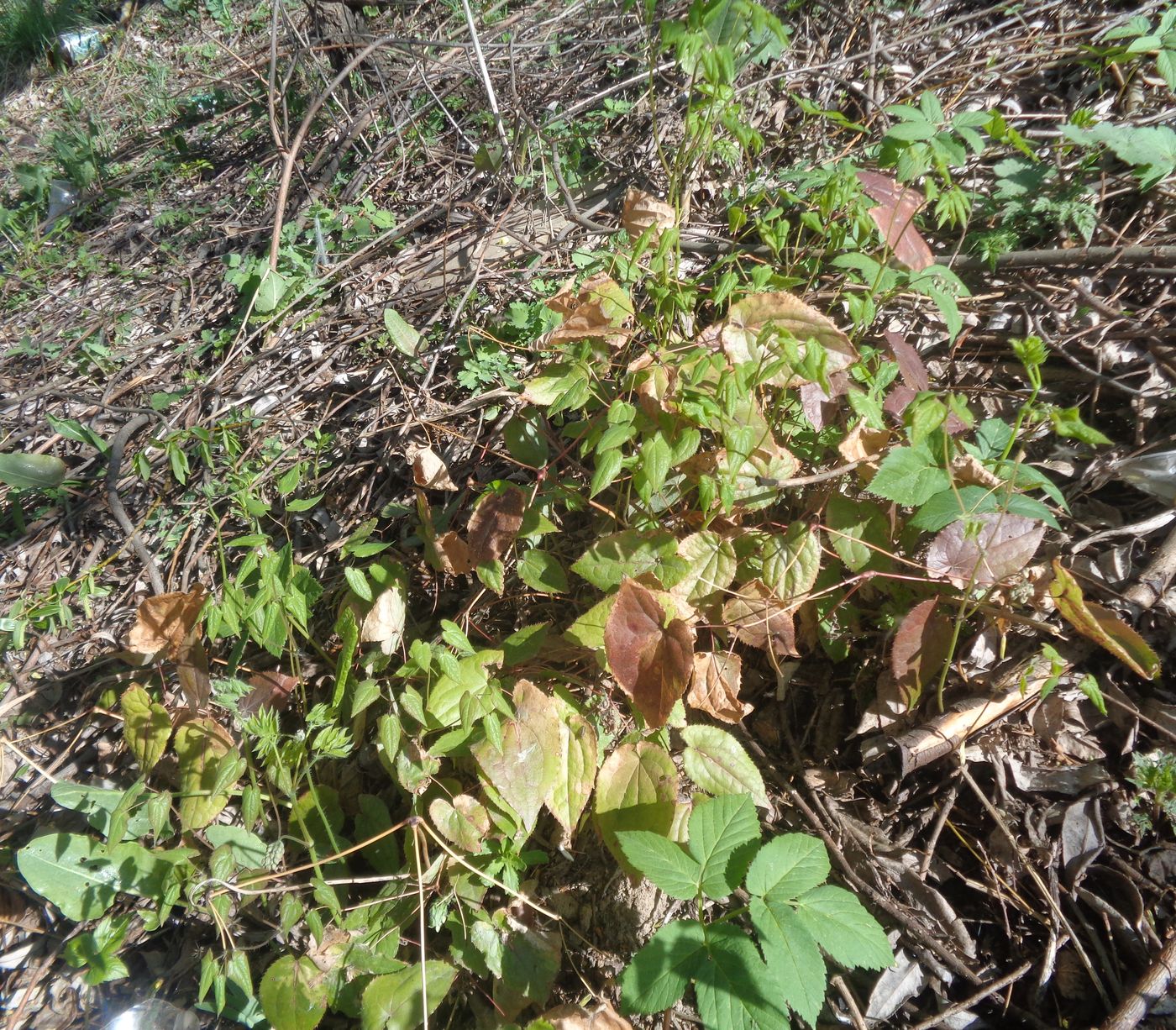Image of Epimedium × cantabrigiense specimen.