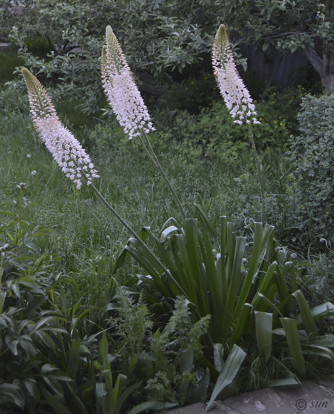 Изображение особи Eremurus robustus.