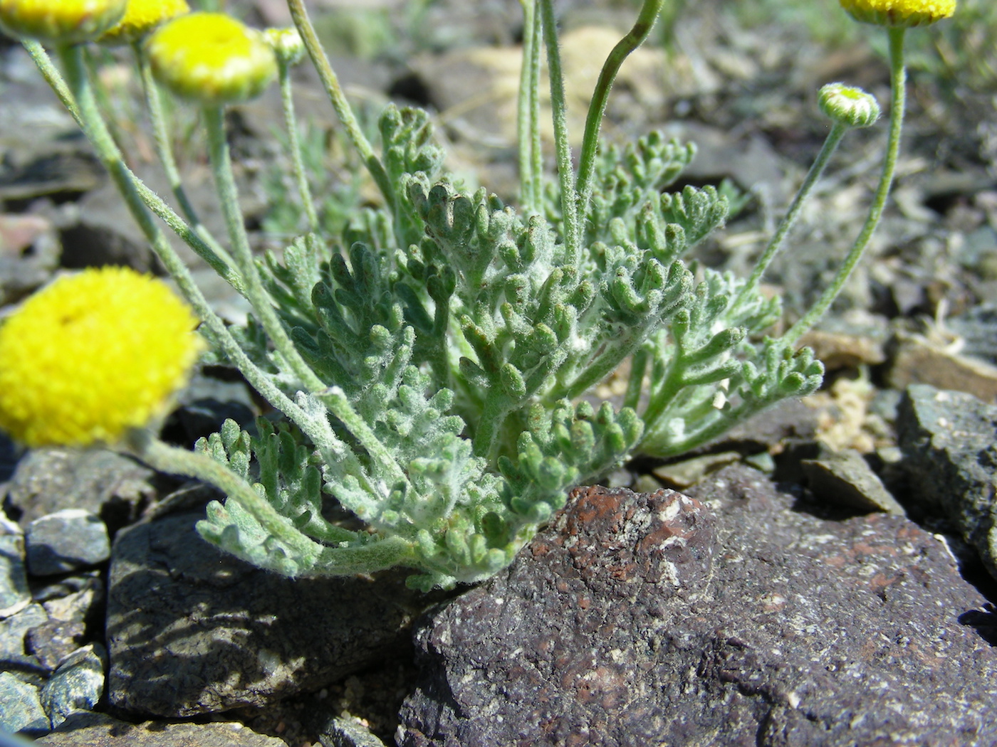 Image of Cancriniella krascheninnikovii specimen.