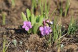 Viola gmeliniana