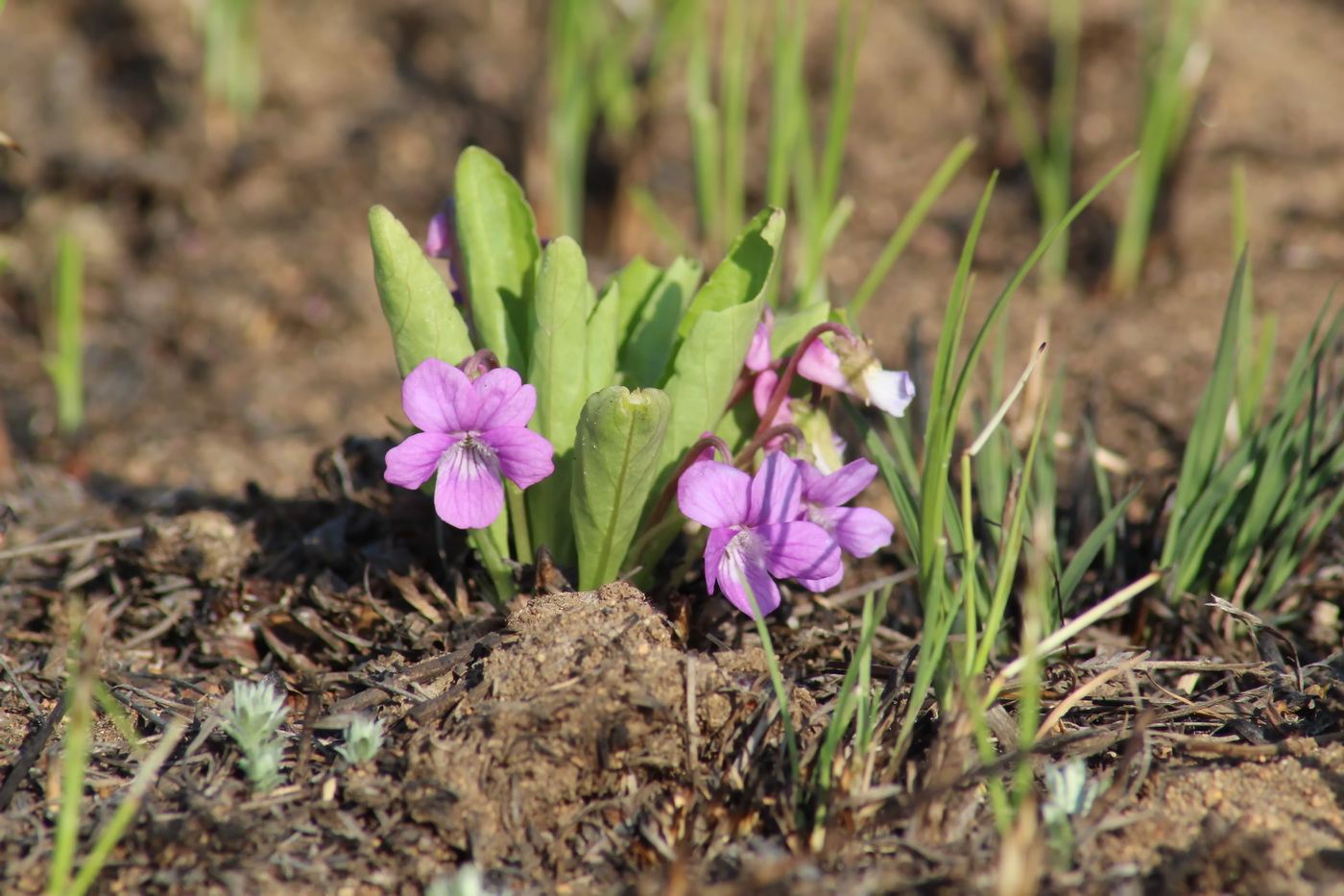 Image of Viola gmeliniana specimen.