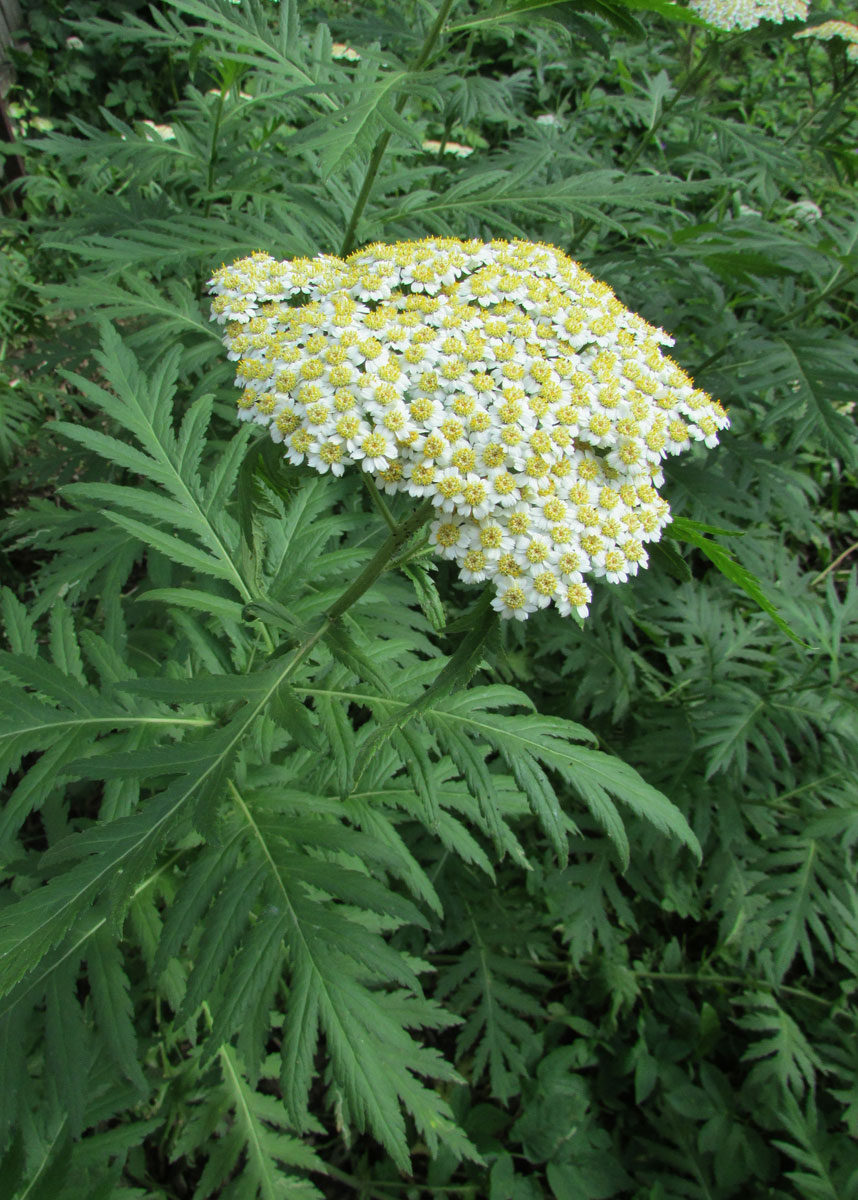 Изображение особи Pyrethrum macrophyllum.