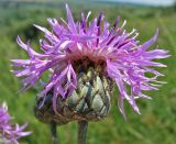 Centaurea apiculata. Соцветие. Украина, Донецкая обл., Константиновский р-н, окр. с. Заря, северный склон степной балки в долине р. Калиновая. 04.07.2010.