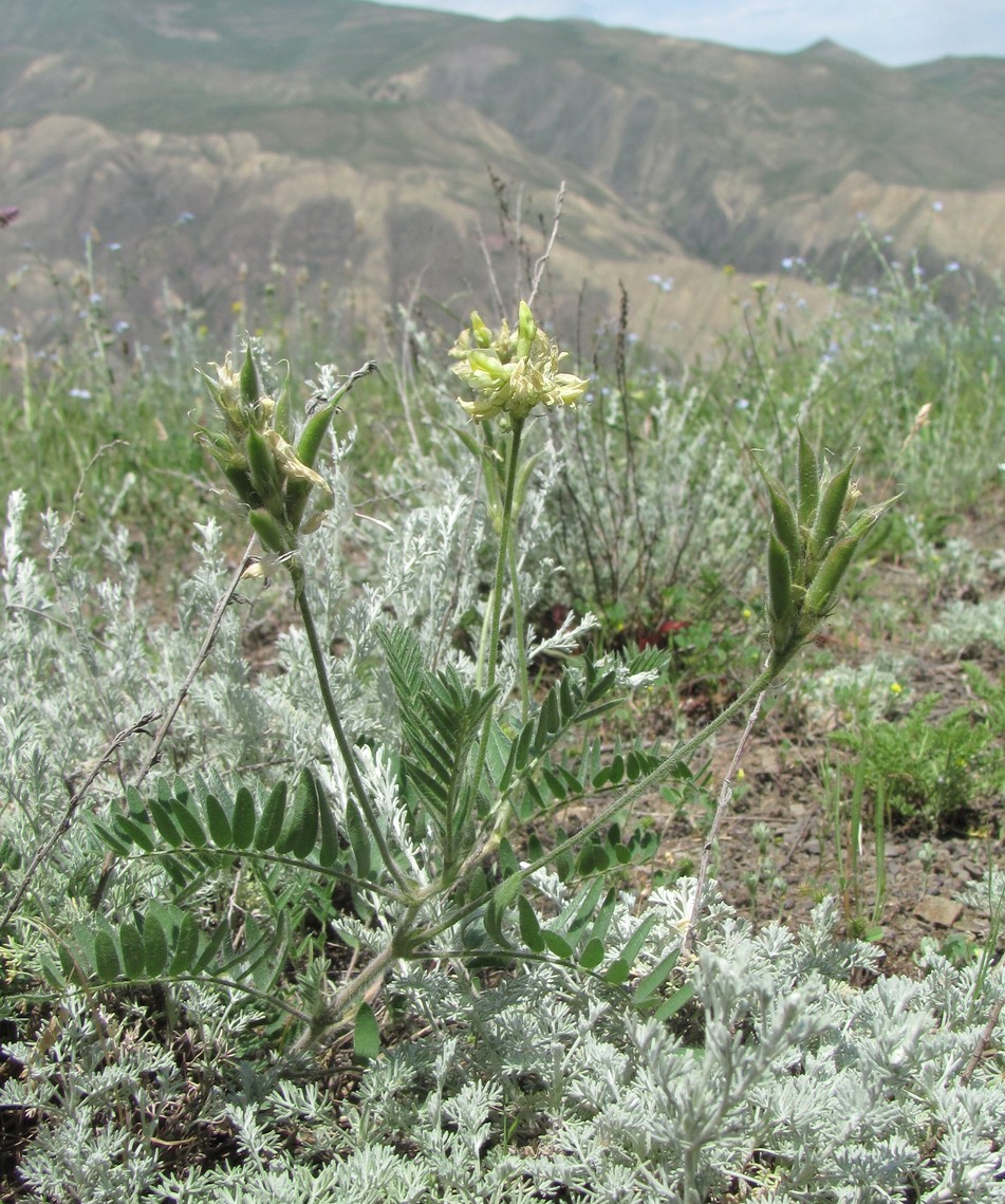 Image of Oxytropis pallasii specimen.