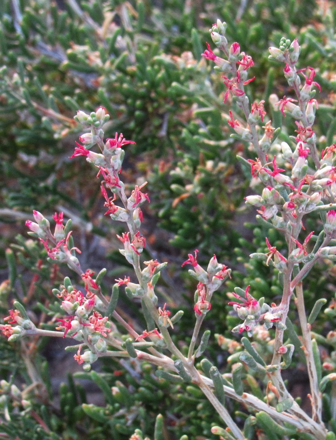 Image of Salsola arbusculiformis specimen.