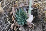 Rosularia subspicata. Розетка прикорневых листьев цветущего растения. Жамбылская обл., Малый Каратау, ущелье Беркара, на сухом склоне среди выходов скал. 6 июля 2019 г.