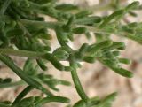 Mesembryanthemum nodiflorum. Верхушки побегов. Греция, Эгейское море, о. Парос, пос. Дриос, песчаниковые глыбы на пляже. 01.05.2019.