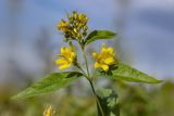 Lysimachia vulgaris. Верхушка цветущего растения. Башкортостан, окр. г. Стерлитамак, влажный сенокосный луг. 05.08.2019.