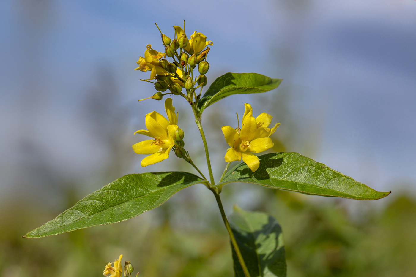 Изображение особи Lysimachia vulgaris.