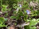 Viola riviniana. Цветущее растение (в сообществе с Vaccinium myrtillus, Anemone nemorosa, Stellaria holostea и Hepatica nobilis). Ленинградская обл., Кингисеппский р-н, окр. дер. Урмизно близ охоторыболовной базы \"Динамо\", мыс Дубовский, смешанный елово-лиственный лес с участием широколиственных пород. 18.05.2019.